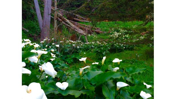 trilliums ahoy