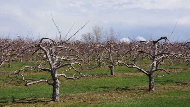 The Original Apple Factory 