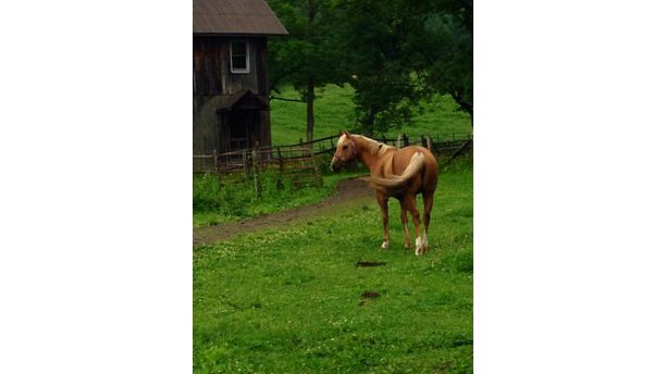 Serenity  (Lucy in Warwick NY)