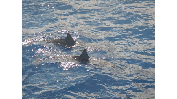 Pod of dolphins