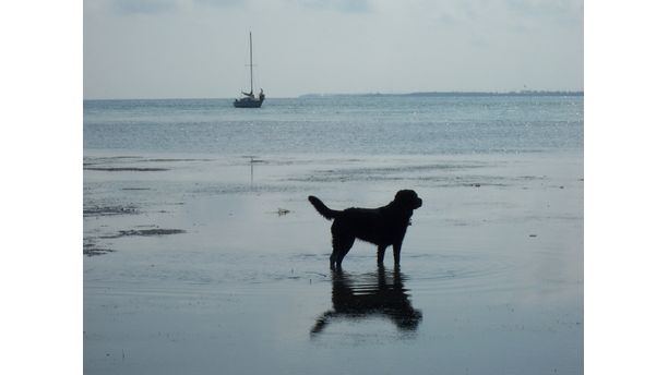 Shadow at Sea