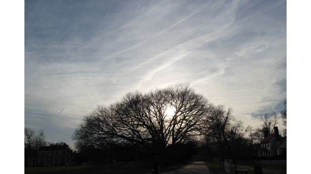 Sun peeking through branches