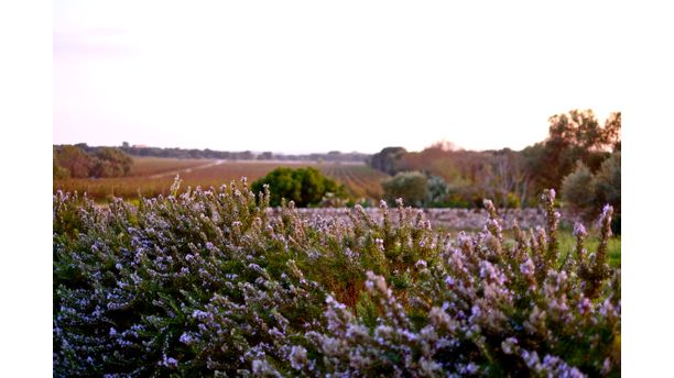 Sunset in the Vineyard