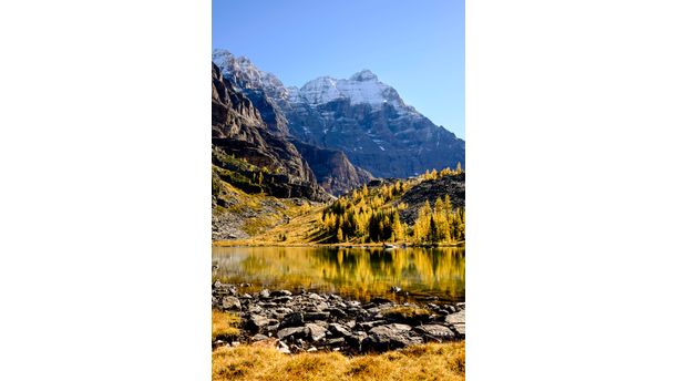 Autumn Larch, Hungabee Lake