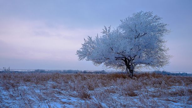 Flat & Frosty