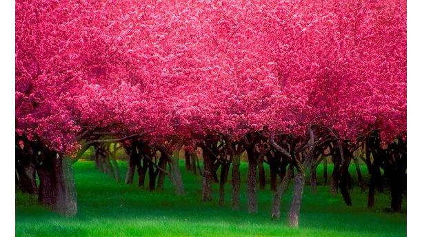 Red Trees