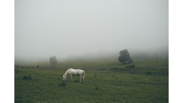 White Horse in field with fog