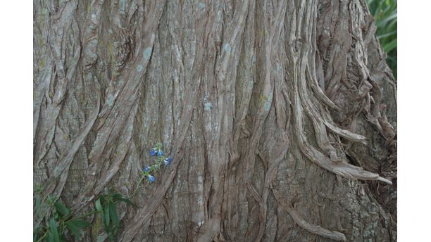 Violet on Bark