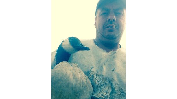 A goose my Dad saved from oncoming cars!