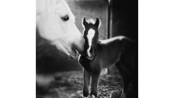 Mom and foal 