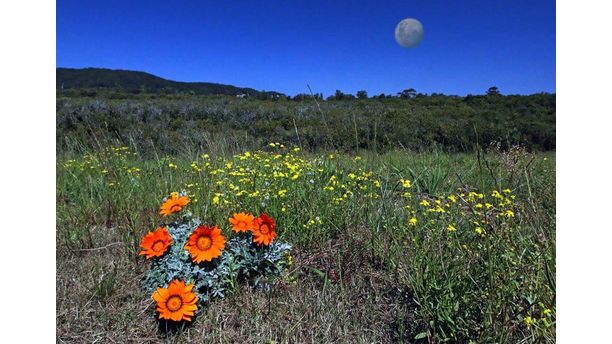 Springtime in the Australian Outback