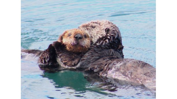 Momma and baby otters