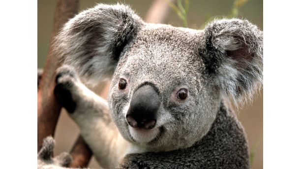 Koala