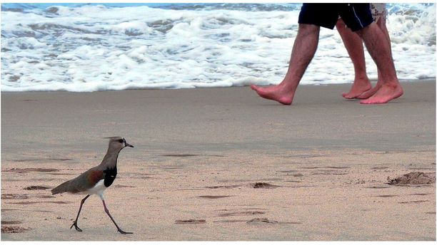 Daily Walk On The Beach