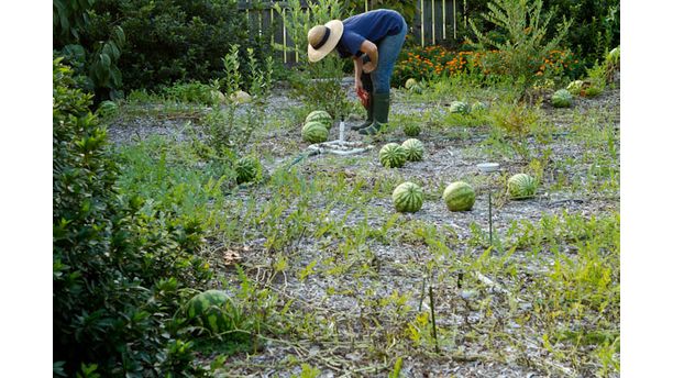 gardening