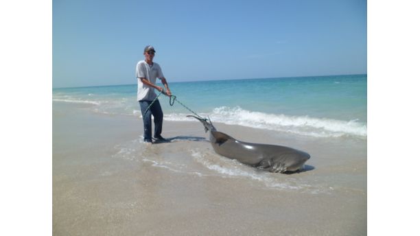 nick shark fishing