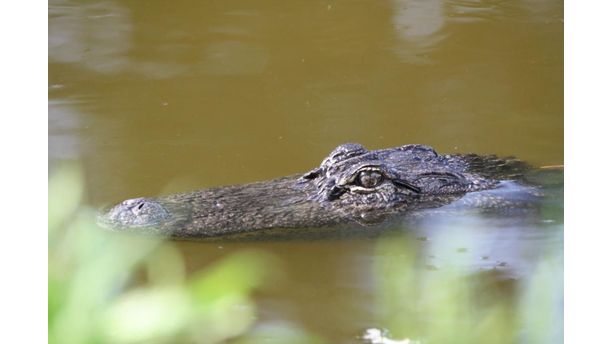 Wrestlin' Gators