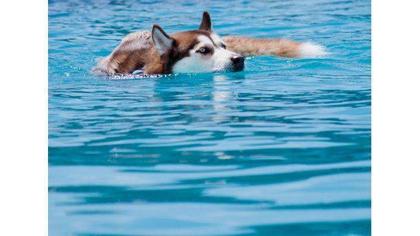 Swimming Husky