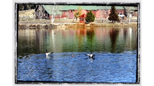 on the pond