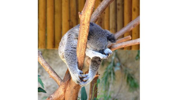 Sleeping Good at the L.A. Zoo!