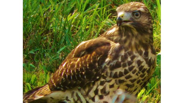 Immature Red Sholdered Hawk