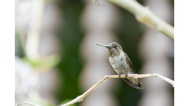  Humming Bird