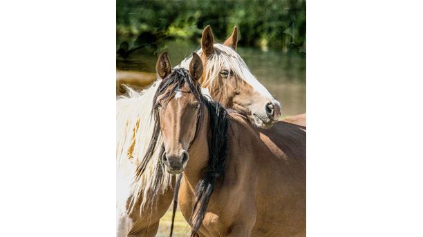 Wild Horse Hugs