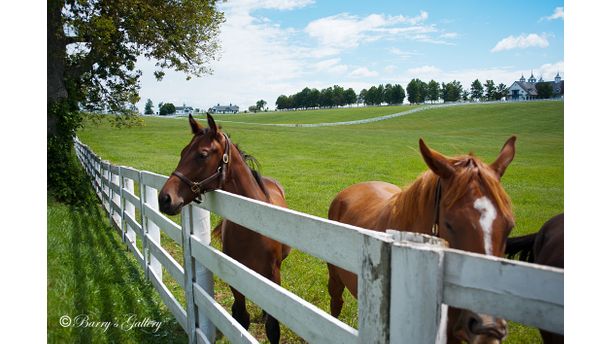 Horse Country