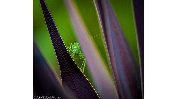 Patience young grass hopper 