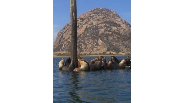 California Seals