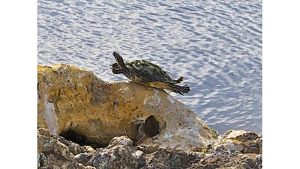 " Rock Surfing "