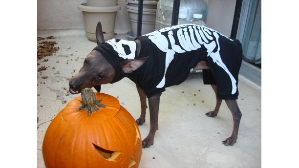 Nigel tastes a pumpkin