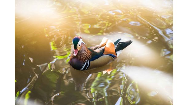 LA Arboretum Duck Pond