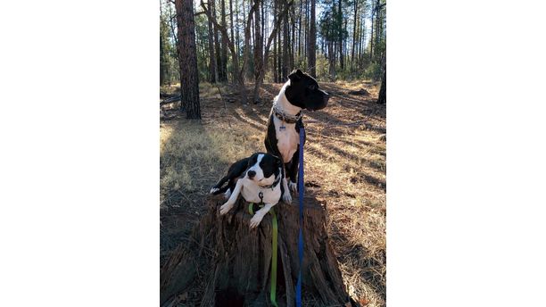 Two dogs on a log