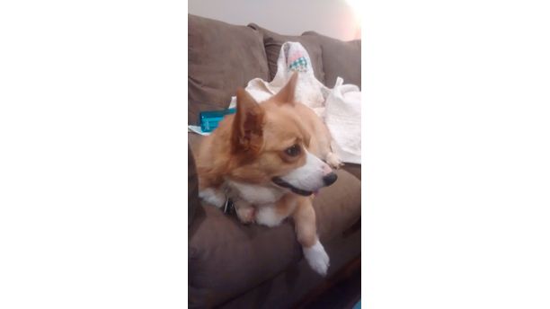 Lady the corgi