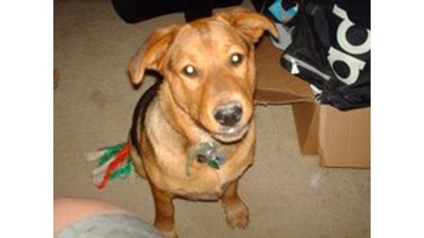 Bailey the Shepherd Mix #TomlynLovesPets