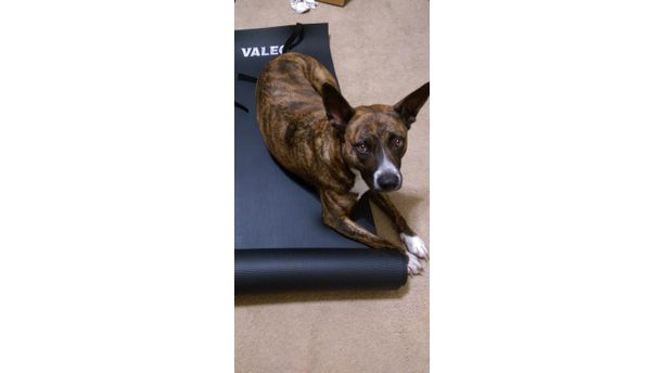 Pilates #TomlynLovesPets