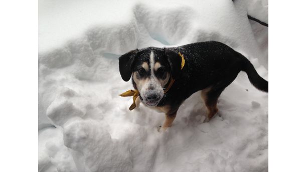 Daisy loving the snow