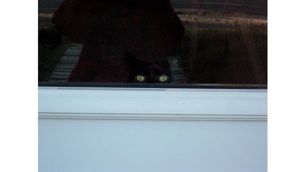 My Peeping Tom Cat~