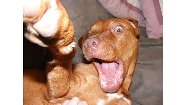 Pit Bull with Personality!