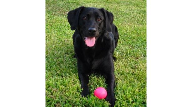 Lady loves to play ball.