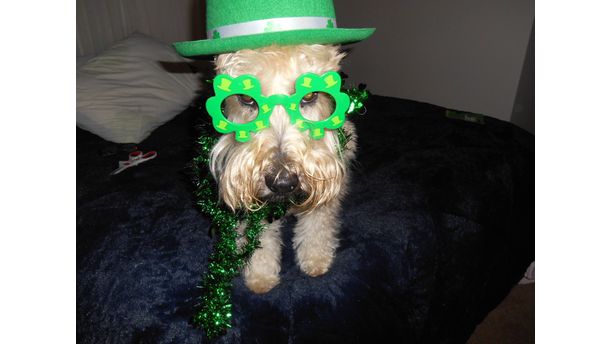 Dakota Ready for St Patrick's Day. 