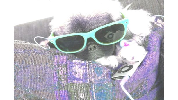 Pickles the Pekingese #TomlynLovesPets