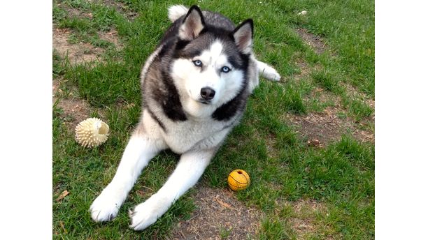 Hanging out in the yard #TomlynLovesPets