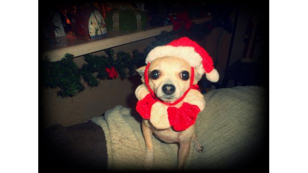 Lil Santa #TomlynLovesPets