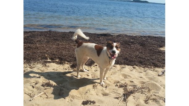 Molly at the beach #TomlynLovesPets