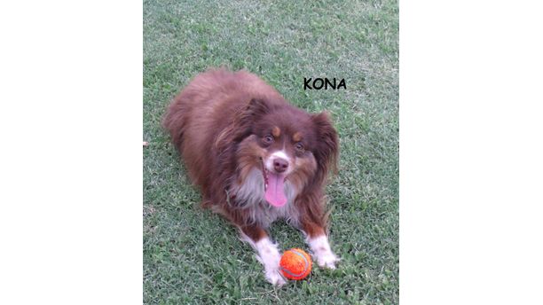 Kona #TomlynLovesPets