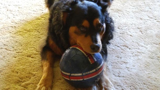 Ready to Play Ball #TomlynLovesPets