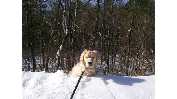 fun in the snow #TomlynLovesPets