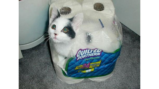 Toilet Paper Kitty #TomlynLovesPets